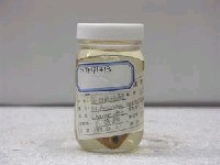 藏品(銀四齒脂鯉)的圖片
